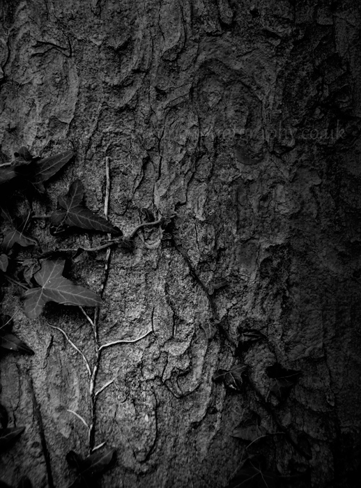 creeping Ivy