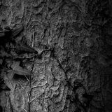 creeping Ivy