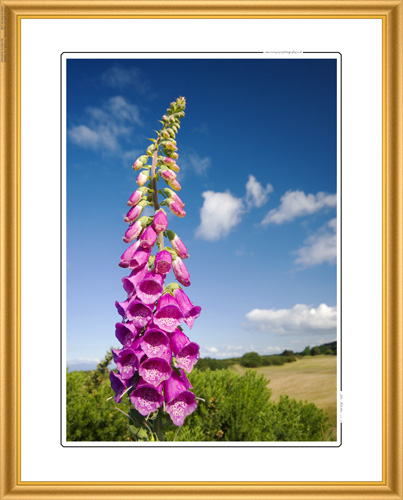 Foxglove.