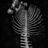 To the bone