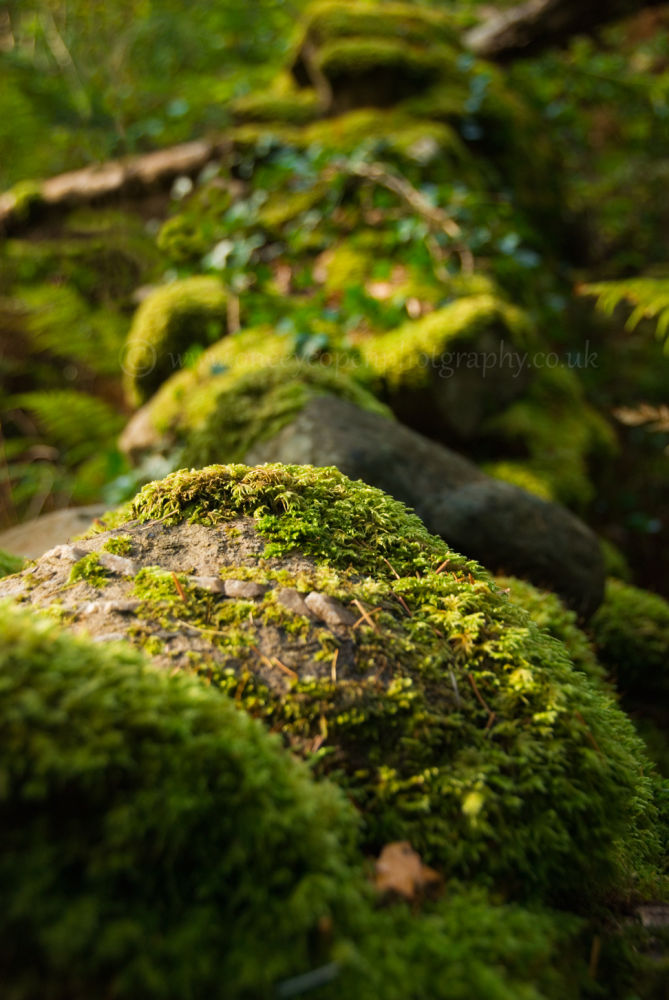 Gathering moss