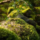 Gathering moss