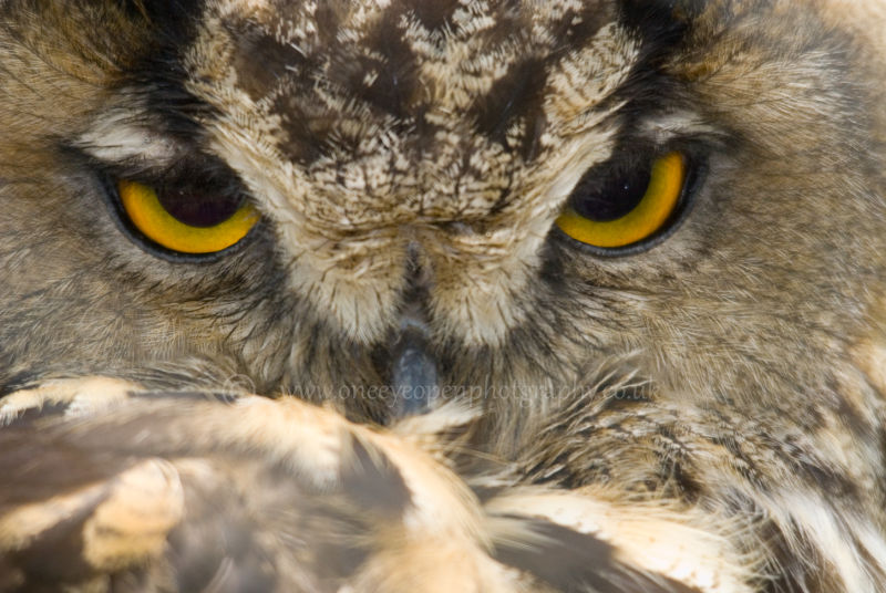 Eyes of an Eagle Owl