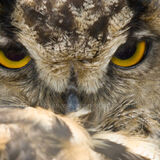 Eyes of an Eagle Owl