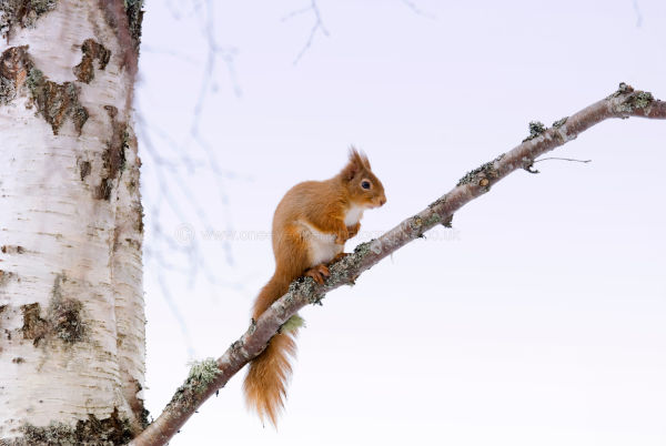 Red squirrel.