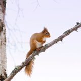 Red squirrel.