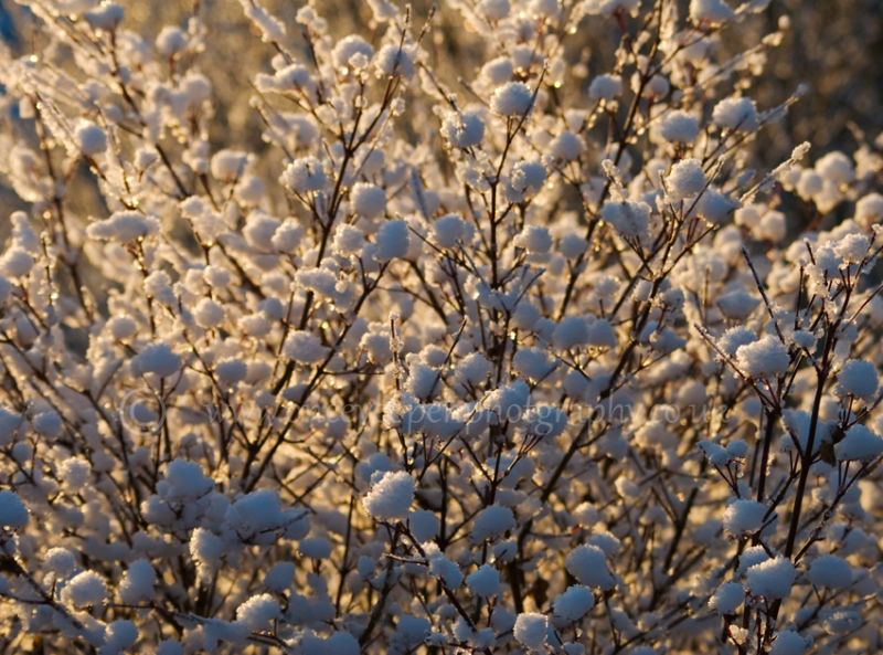 Snowball bush