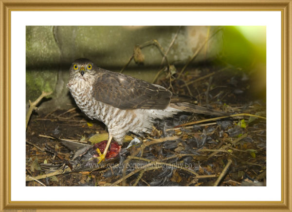 Sparrowhawk.