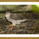Sparrowhawk.