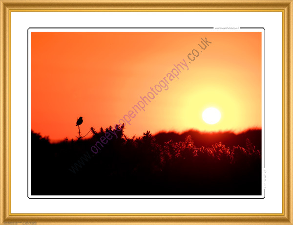 Stonechat silhouette.