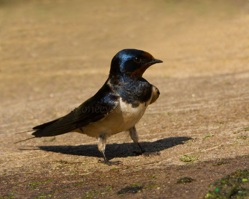 swallow on the look for nest material