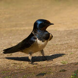 swallow on the look for nest material
