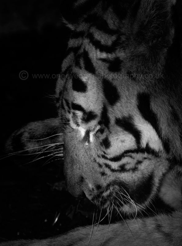 Crying Tiger