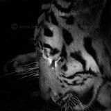 Crying Tiger