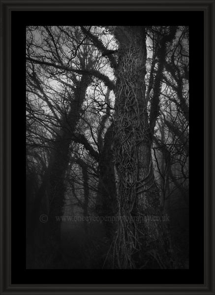Walk in the woods.
