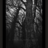 Walk in the woods.