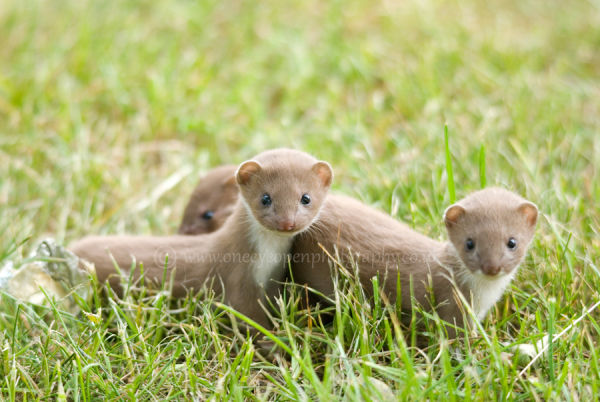 Least Weasel 1(Mustela nivalis)