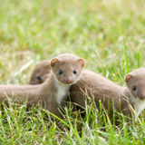 Least Weasel 1(Mustela nivalis)