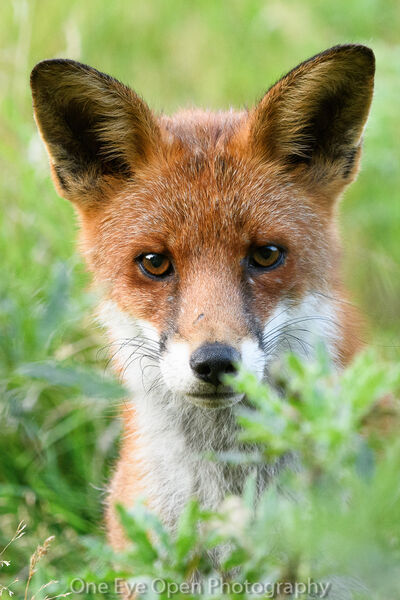 Close up fox