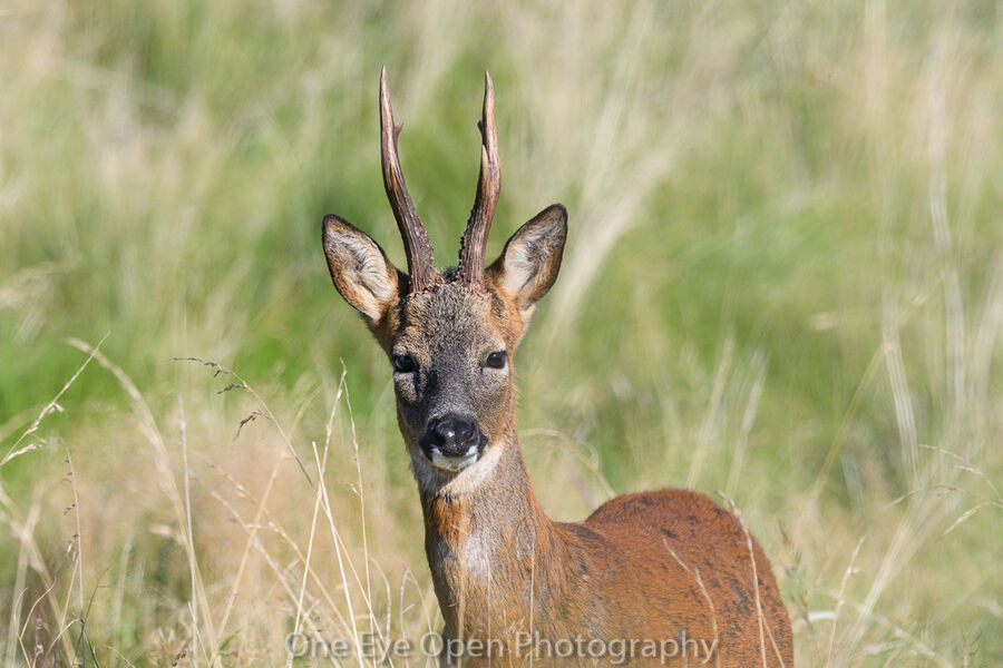 Roe Buck