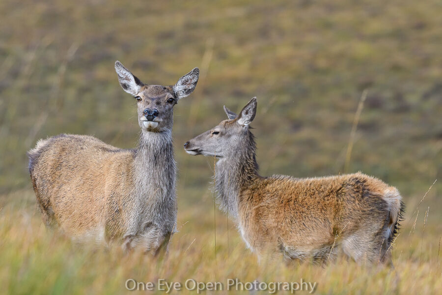 Red deer