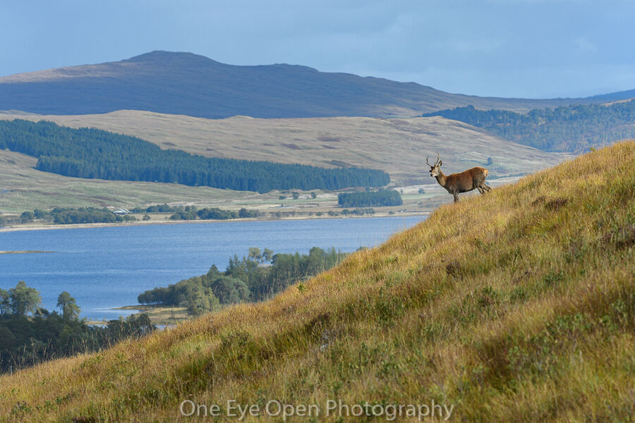 Stag with a view