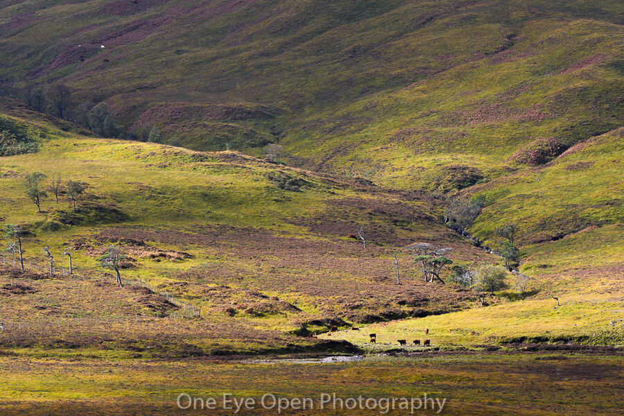 Scottish Highland farm