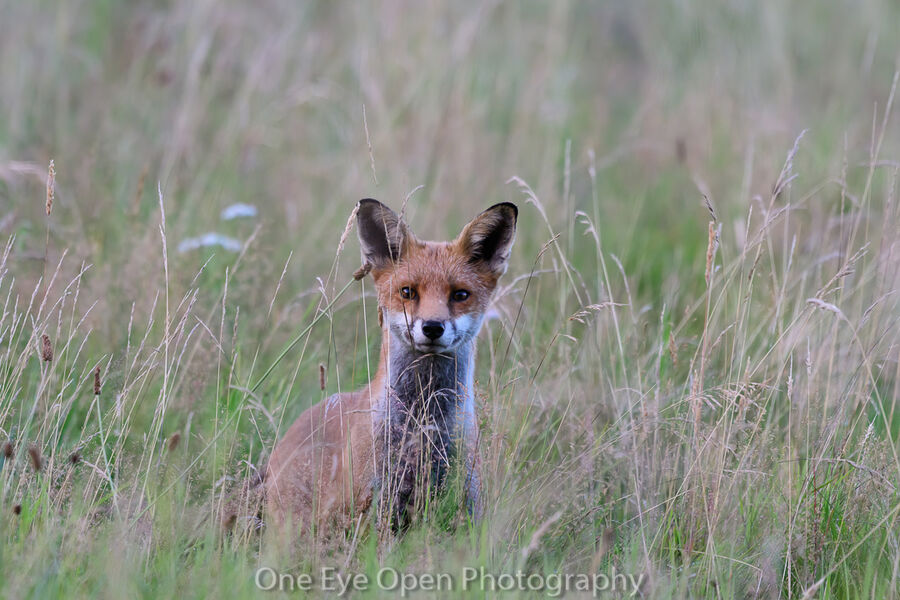 Fox2