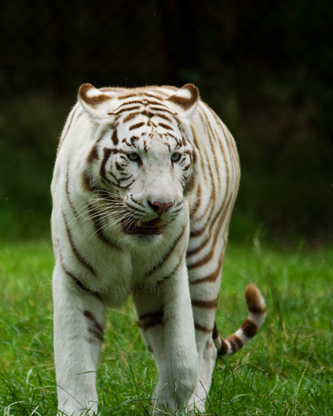 White tiger(captive)