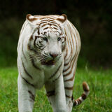 White tiger(captive)