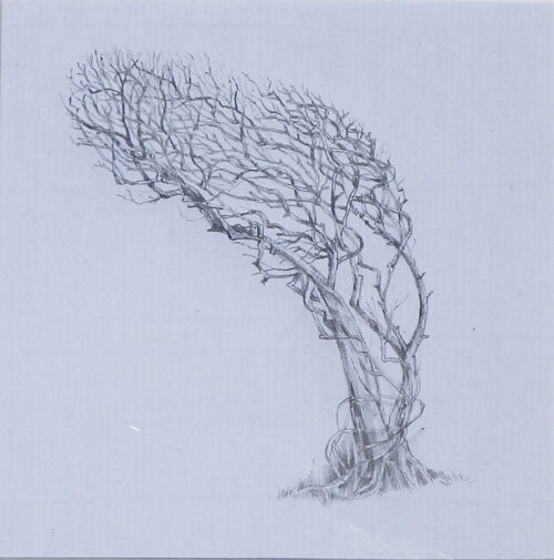 Windswept by Chris Sherwin