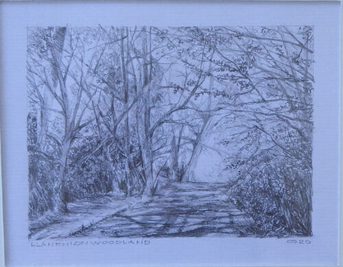 Llanrhian Woodland