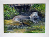 Dog Otter At Roch Mill 111