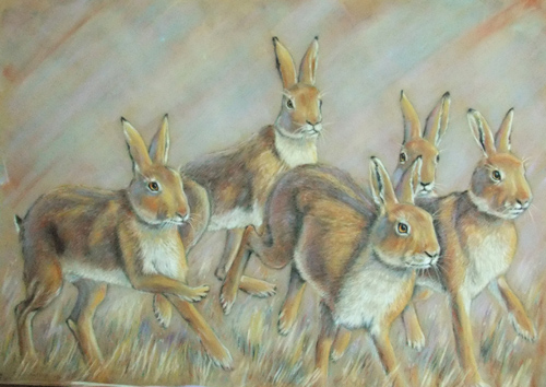 Hares in the Morning
