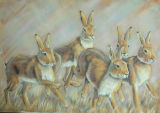Hares in the Morning