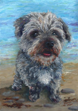 Scamp - SOLD