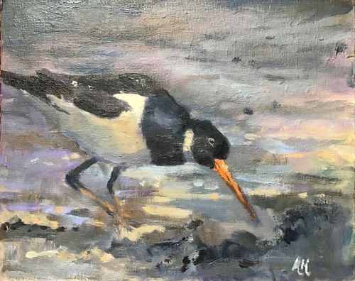 Oystercatcher by Alison Hemingway