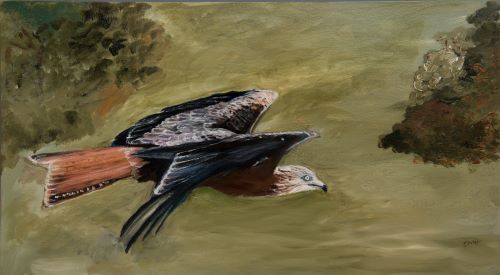 Red Kite by Maggie Humble