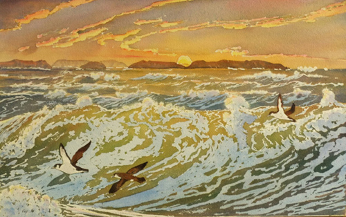 Shearwaters at Sunset
