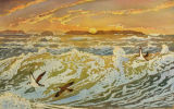 Shearwaters at Sunset