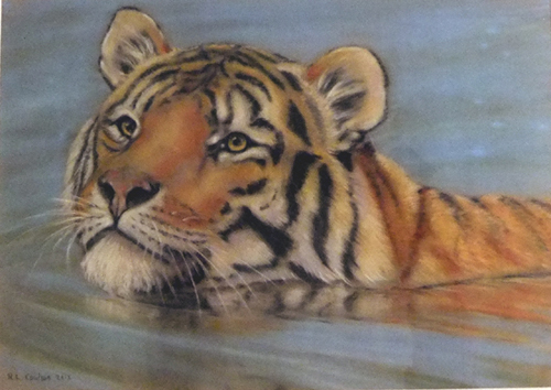 Tiger Swimming