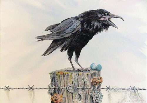 The Upstart Raven