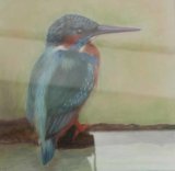 Kingfisher