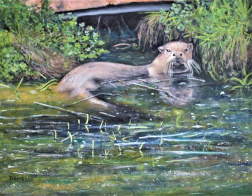 Dog Otter at Roch Mill by David Sims