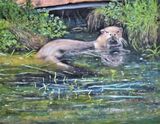 Dog Otter at Roch Mill by David Sims