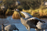 Cranes in Hornborga