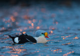 With Brutus in Varanger