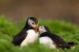 Skomer Island, Wales