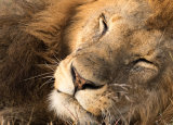 Masai Mara, Kenya
