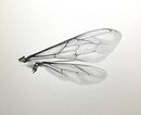 Bee's wings graphite drawing
